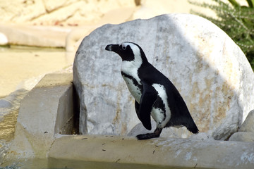 Pinguino in piedi