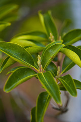 Rhododendron leaves with green buds
