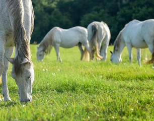 Andalusian horse mares grazing in lush green grass pasture
