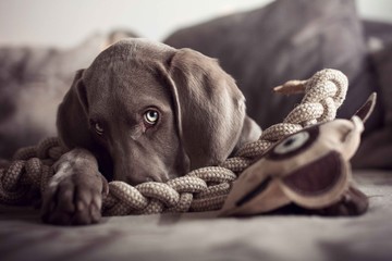 dog starring at camera with sad face