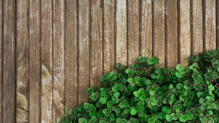 Green plant creatively decorate wooden fence background