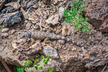 lizard