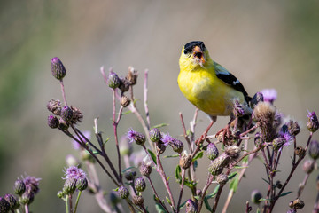 American Goldfinch male feeding on a thistle