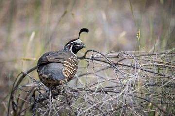California quail, male, in Osoyoos Desert, British-Columbia