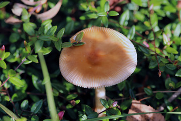 mushrooms 