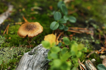 mushrooms 
