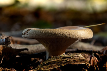 mushroom in the forrest 