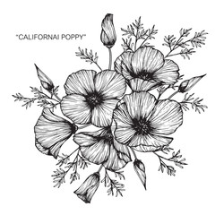 california poppy flower and leaf drawing illustration with line art on white backgrounds.