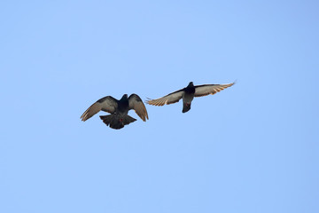 Fototapeta premium two doves fly in the blue sky