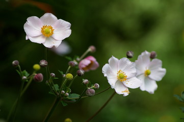 Blüten