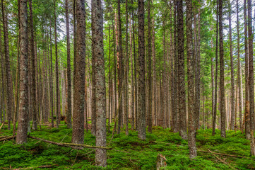Felled and broken trees in Tatra mountains