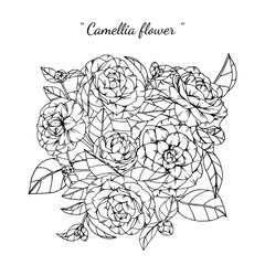 camellia flower and leaf drawing illustration with line art on white backgrounds.
