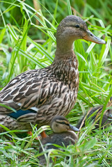 Duck female with little ducklings sitting in the grass