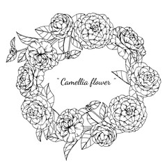 camellia flower and leaf drawing illustration with line art on white backgrounds.