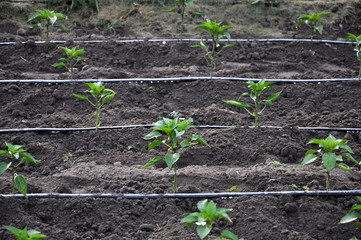 Drip irrigation system when growing vegetables in the open ground