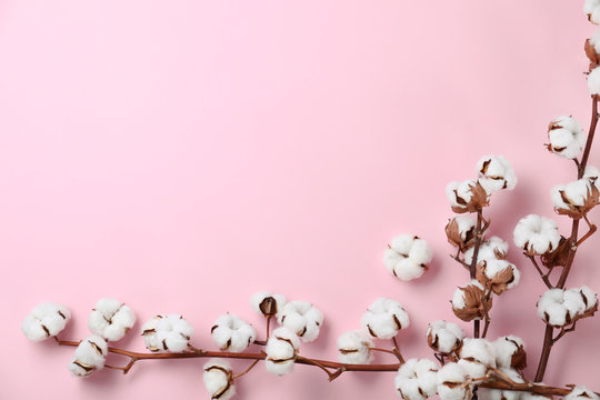 Flat lay composition with branches of cotton plant on pink background. Space for text
