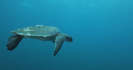 Green Turtle, (Chelonia mydas) swimming on the reefs of the Sea of Cortez, Baja California Sur, Mexico.