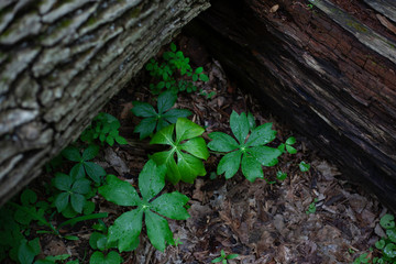 Quiet Corner