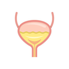 Bladder anatomy. Vector illustration.