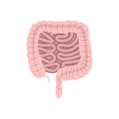 Intestines anatomy. Vector illustration.