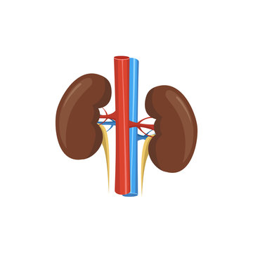 Kidneys anatomy. Vector illustration.