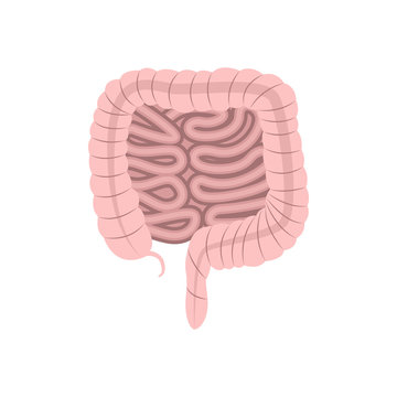 Intestines anatomy. Vector illustration.