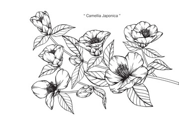 Camellia japonica flower and leaf drawing illustration with line art on white backgrounds.