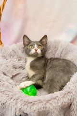 cat with blue eyes