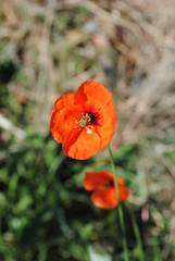 Fototapeta premium Amapola roja