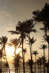 Fototapeta na wymiar Coconut palms trees silhouette against sunset in Sri Lanka. Amazing background.