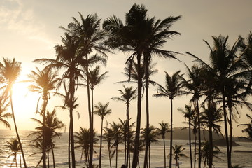 Coconut palms trees silhouette  against  sunset in Sri Lanka. Amazing background.