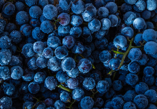 Frozen blue  Grapes Close Up, Background