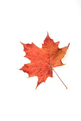 Fototapeta premium Autumn maple red leaf over a white background..
