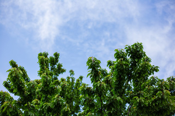 growth, crop, color, cloud, white, ingredients, eating, dessert, closeup, growing, sweet, bunch, garden, healthy, food, organic, ripe, red, agriculture, freshness, fruit, berry, cherry, tasty, juicy, 