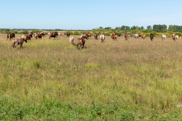 Naklejka na ściany i meble Herd of horses grazing on the drone. Summer, Sunny.