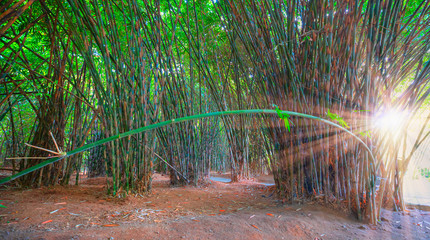 Bamboo forest with sunrays at morning