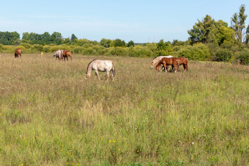 Herd of horses grazing on the drone. Summer, Sunny.