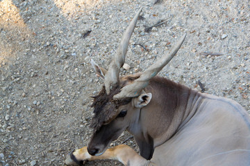 The common eland