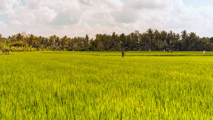 Green rice fields on Bali island, near Ubud, Indonesia