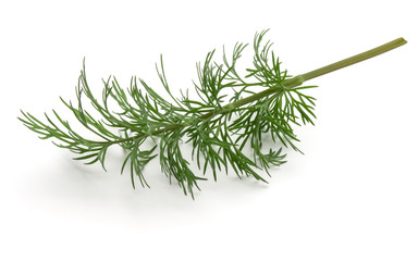 Close up shot of branch of fresh green dill herb leaves isolated on white background