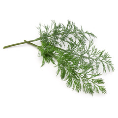 Close up shot of branch of fresh green dill herb leaves isolated on white background