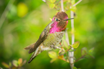 Male hummingbird sit on twig