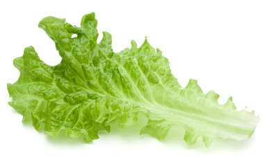 fresh green lettuce salad leaves isolated on white background