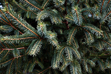 The textures of a pine tree.