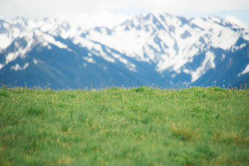 Beautiful meadow with Mountains for digital backdrop
