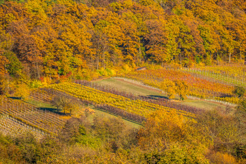 Herbstwald