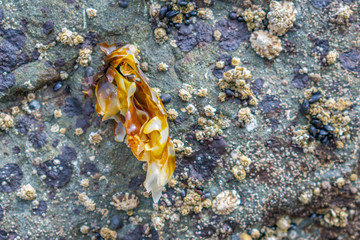 barnacles
