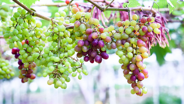 unripe green and red grapes growing on the grape vines