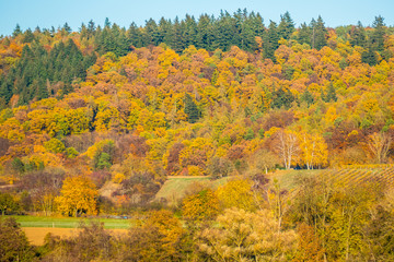 Fototapeta premium Herbstwald