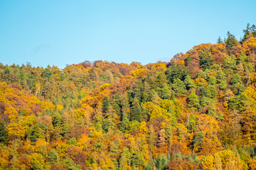 Herbstwald